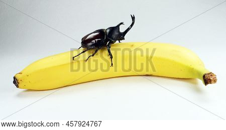 Giant Rhinocetos Beetles Allomyrina Dichotomus On Banana. Breeding Beetles. Dynastidae. Cetoniidae. 