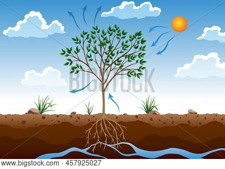 Photosynthesis Process. Tree Produce Oxygen Using Rain And Sun. Diagram Showing Process Of Photosynt