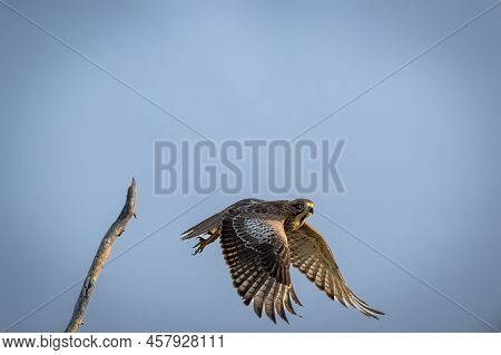 White Eyed Buzzard Or Butastur Teesa In Air With Full Wingspan In Pattern Taking Off For Flight Or L