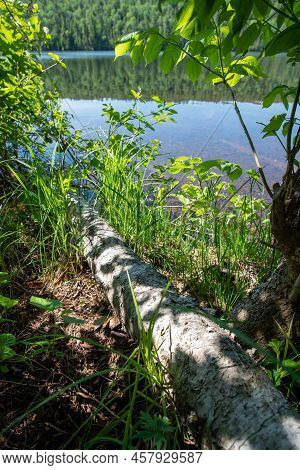 A Fallen White Birch Tree Along The Shore Of Lake Fanny Hooe