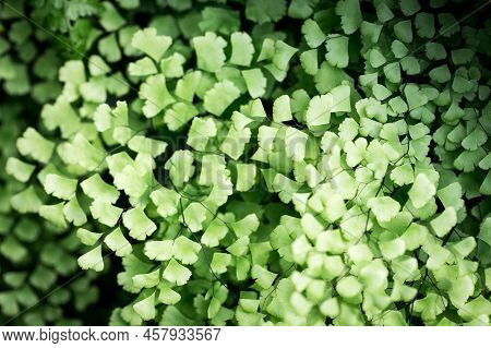 The Texture Of The Leaves Of Adiantum Capillus-veneris. Natural Background. Close-up To Insert Text.