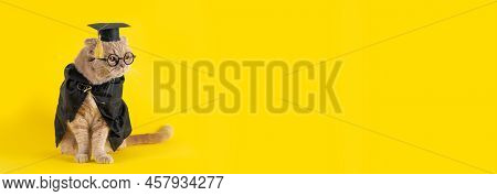Online Courses, Remote Distant Education Banner Concept. Funny Cat Teacher Wearing Glasses Sitting O