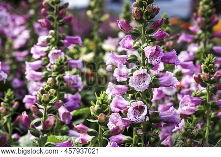 Colorful Digitalis Purpurea Plants In The Garden