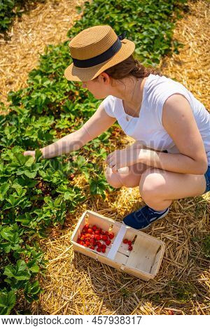Young Woman Picking Strawberries In Self-picking Plantation In Czech Republic