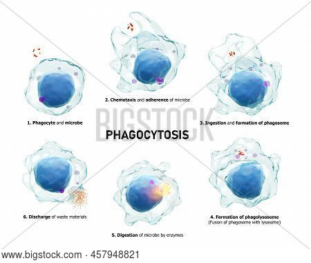 Phagocytosis . Step By Step Process Of Macrophage Is Swallowing And Killing Microbes . Isolated Whit
