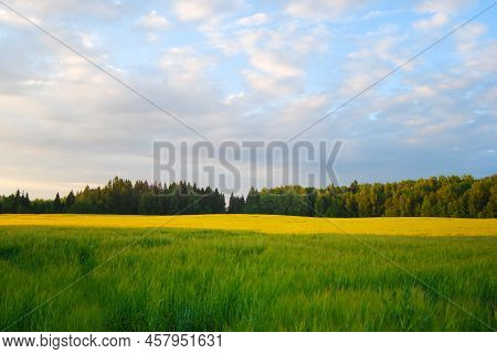 Green Field, Tree And Blue Sky. Rural Landscape. Field. Green Field. The Edge Of The Forest. Summer 