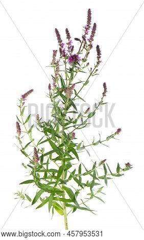 Purple Loosestrife Bush With Flowers, Isolated On White Background. Lythrum Salicaria. Herbal Medici