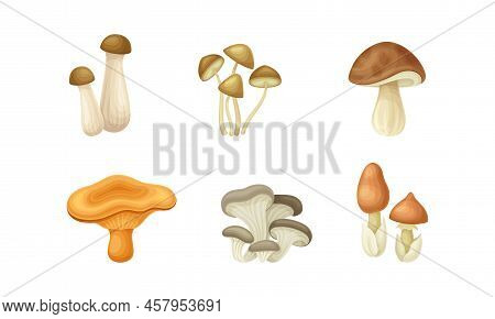 Forest Mushroom Or Toadstool With Stem And Cap Isolated On White Background Vector Set