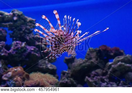 Striped Exotic Lionfish-zebra Swims Among The Corals. Other Names: Dendrochirus Zebra, Zebra Turkeyf