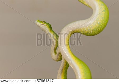 Corallus Caninus - Green Snake Coiled Into A Ball.