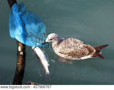 A Seagull Pecks At A Dead Fish In The Water. The Seagull Eats The Fish, The Bird Grabs The Fish, Clo