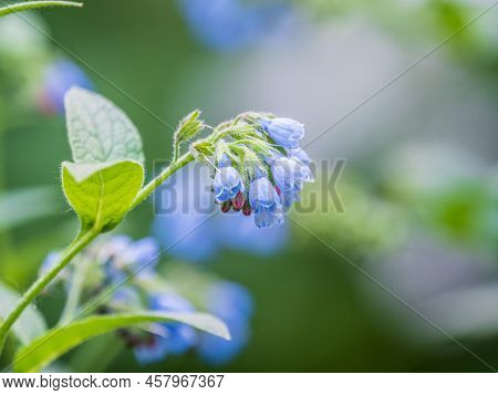 Beautiful Blue Flowers Of Symphytum Caucasicum, Also Known As The Beinwell, Blue Comfrey, Or Caucasi
