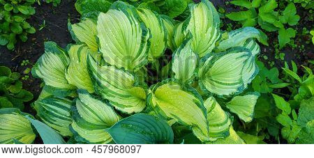 A Hosta Flower With Green Leaves Grows In A Flower Bed In The City Garden