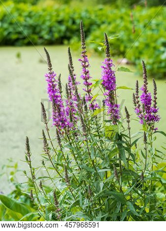Flowers Of Fireweed, Chamaenerion Angostifolium On A Sunny Summer Day. Chamaenerion Angustifolium - 