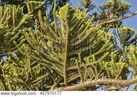 Cook Pine Tree Foliage Closeup In Sunny Day