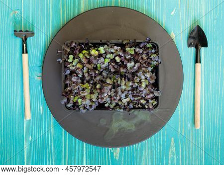 A Container With Micro-greenery On A Black Plate And Miniature Gardening Tools. On A Blue Wooden Bac