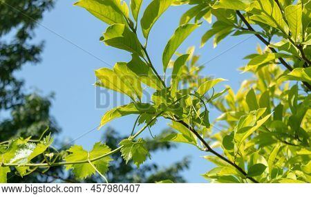 A Friend's Help Is Always Needed. Mutual Cooperation Of Vine And Magnolia.