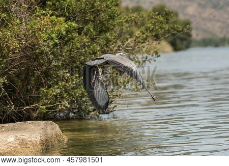 Gray Heron, Ardea Cinerea, Flying Over Ribarroja Reservoir, Aragon, Spain