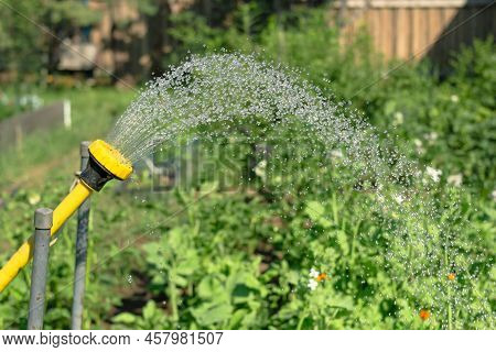 Watering On Backyard, Sparkling Water Jets Spraying Out Of Sprinkler Of Yellow Hose Above Garden Pla