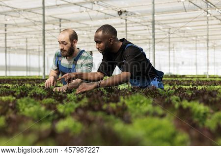 Selective Focus On Two Men Checking Plants Development Pointing At Plant Discovering Problem While D