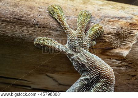 Close-up Of The Gecko's Leg. Standing's Day Gecko, Phelsuma Standingi