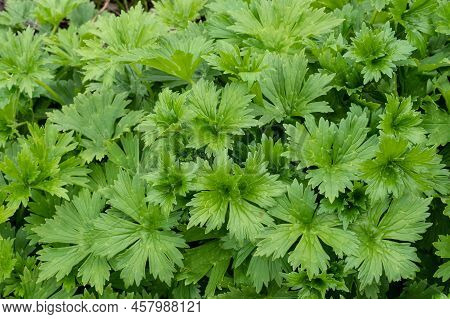 Neapolitan Wolf's Bane ( Aconitum Lycoctonum Subsp. Neapolitanum) Grows In A Garden