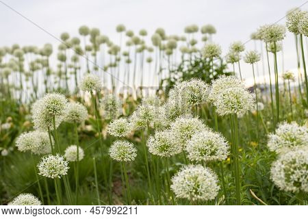 Allium Aflatunense Blossom, White Flowering Ball Ornamental Onion In Nature