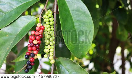 Thai Blueberry Fruit On Tree. Mhakmao (antidesma Puncticulatum Miq) Thai Fruit With Medicinal Proper