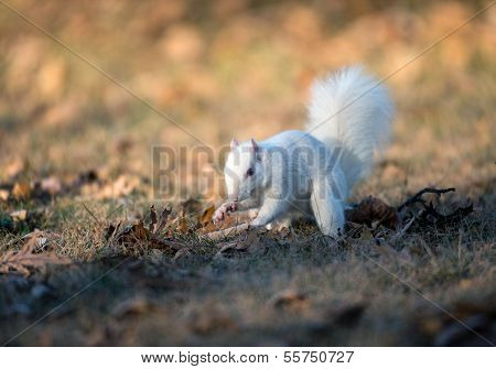 White Squirrel Burying Nuts