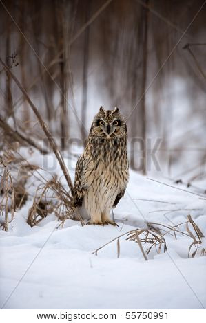 Short Eared Owl