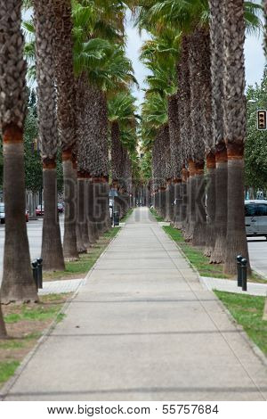 The neverending avenue with palms in Manaco