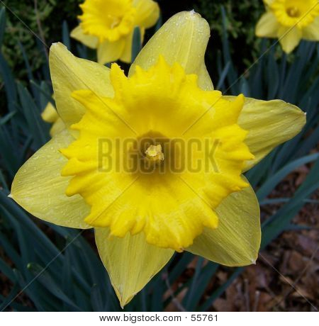 Gul blomst