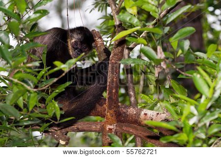 Klammeraffe