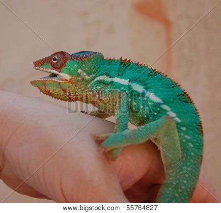 Angry Chameleon