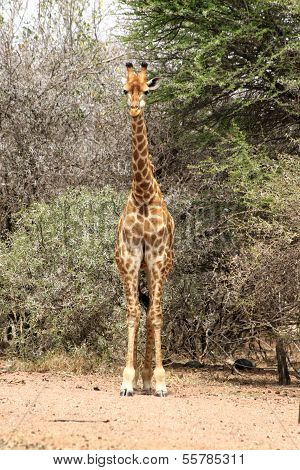 Frontansicht des starken KÃ¶rper Giraffe stehend neben BÃ¤umen