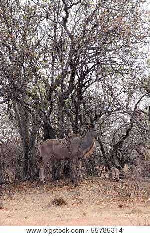 Kudu Bull Camouflage