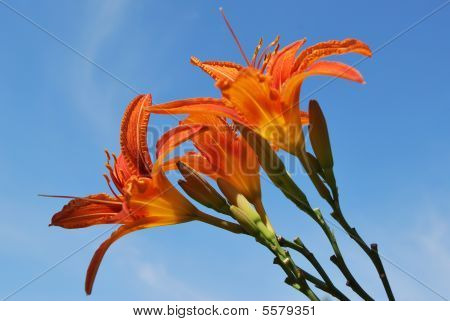 ユリの花