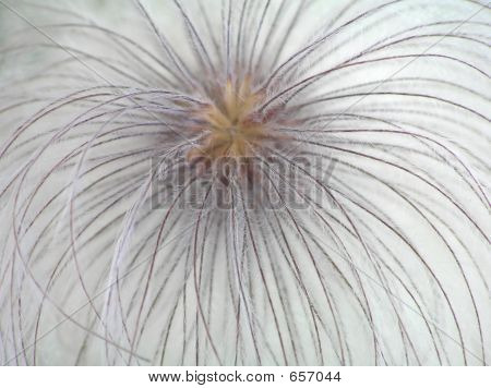 Pappus Powojnik