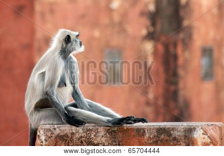Monkey at the Jaigarh Fort, Rajasthan, India