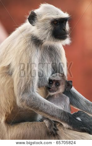 Monkey at the Jaigarh Fort, Rajasthan, India