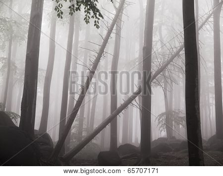 Fog In The Forest