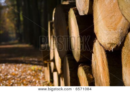 Bûches de bois