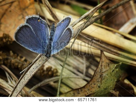 Eastern Tailed Blue Butterfly