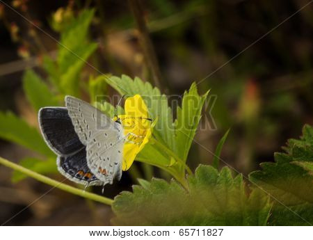 Eastern Tailed Blue Butterfly