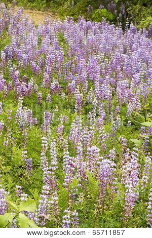 Blue Lupine Wildflower