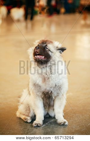 Gray Keeshound, Keeshond, Keeshonden Dog (german Spitz)