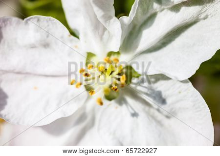 Close Up Of The Apple Tree Flowers