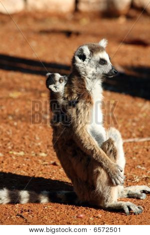 แหวน Lemurs หาง