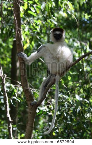 เต้นรำ Lemurs Verreaux Sifika