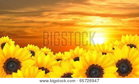 Flower background of yellow sunflowers at sunset